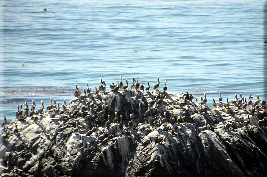 foto Costa del Big Sur